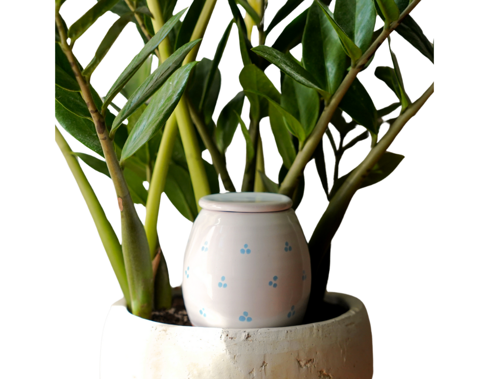 Vas de auto-udare plante Cat Paws