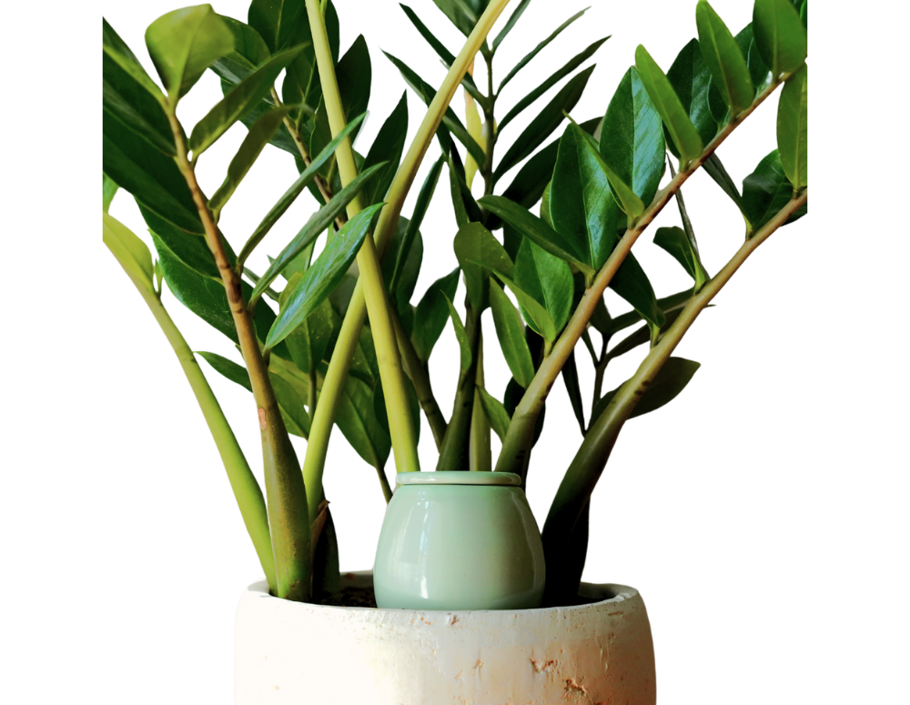 Vas de auto-udare plante Green