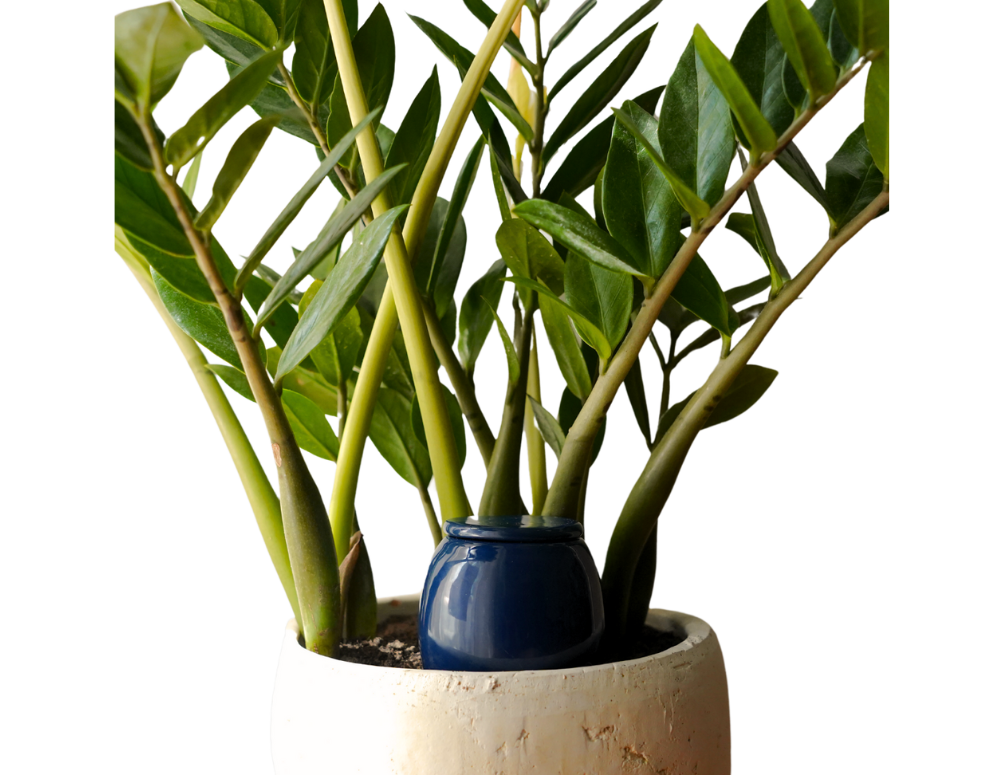 Vas de auto-udare plante Blue Night
