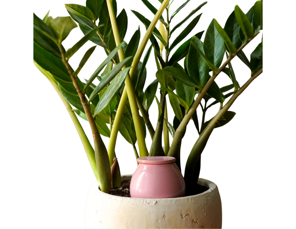 Vas de auto-udare plante Pink