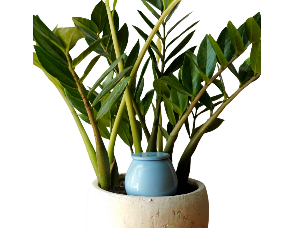 Vas de auto-udare plante Blue